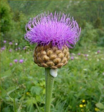 LEUZEA carthamoides, Maralí koreň 10 g